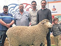 2016 Adelaide Ram Sale - Rices Creek 1558,
 Body wt 143kg with a 49mm EMD was sold to Sharlu Park Stud,
 Truro,
 SA for $12000. 