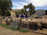 Kym and James Vandeleur selecting rams with client Geoff Mengerson Depot Springs Station,
 Copley.  