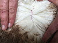 Collinsville Imperial 20 has outstanding wool qualities.