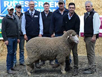 2016 Mid North Sale topper at Springbank -  The four Vandeleur brothers with Quality Livestock's Simon Seppelt,
 buyer Stace Bradtke,
 Bradfield Stud,
 Mannanarie and Landmark stud stock's Leo Redden,
 with the $5000 top price ram. The ram was a 121 kg and sire was Moorundie Park 306 ‘Kelvinator’. 
