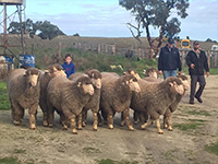 Young Charlie Vandeleur with a few 2016 sale rams at Tintinara. 