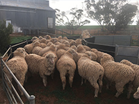 Classing long term client David Woolford ewe hoggets at his Kimba property. 