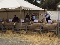 2015 –  Quality Wools Simon Seppelt auctioneering at the 2015 Rices Creek on-property sale at ‘Springbank’ Saddleworth.