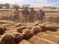 Jim & James Vandeleur pictured classing ewe hoggets at Paul Michael and Tim Doering,
 Walmona Pastoral,
 Truro.