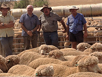 Jim & James Vandeleur pictured classing ewe hoggets at Paul Michael and Tim Doering,
 Walmona Pastoral,
 Truro.