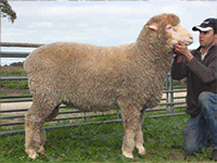 Rices Creek RC902 has bred exceptionally well within the stud weighing over 130kg at 1 year 4 months with outstanding wool qualities. 