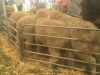 Burra Field days 2018 - Spring drop rams sold on the day