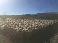 Classing ewe hoggets at Depot Springs Station 
