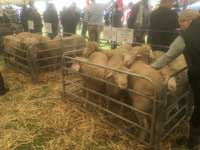 Ram lambs on display
