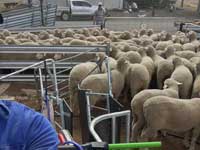 Body weighing ram lambs to check out growth rates through the new combi clamp