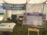 Rices Creek Poll Merinos Display