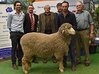 2018 Adelaide Ram Sale