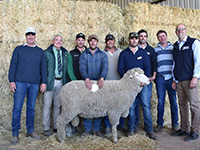 2018 Saddleworth Rices Creek Poll Merinos Sale Topper