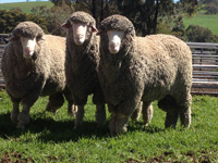 Rices Creek Poll Merinos