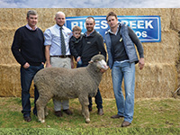 Rices Creek Poll Merino Ram Sale