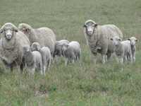 Rices Creek Ewes 2014