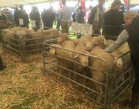 Rices Creek Merino Ram Lambs on display